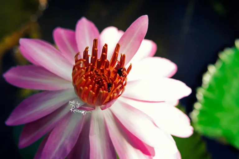 Pink and white water lily with a bright orange centre