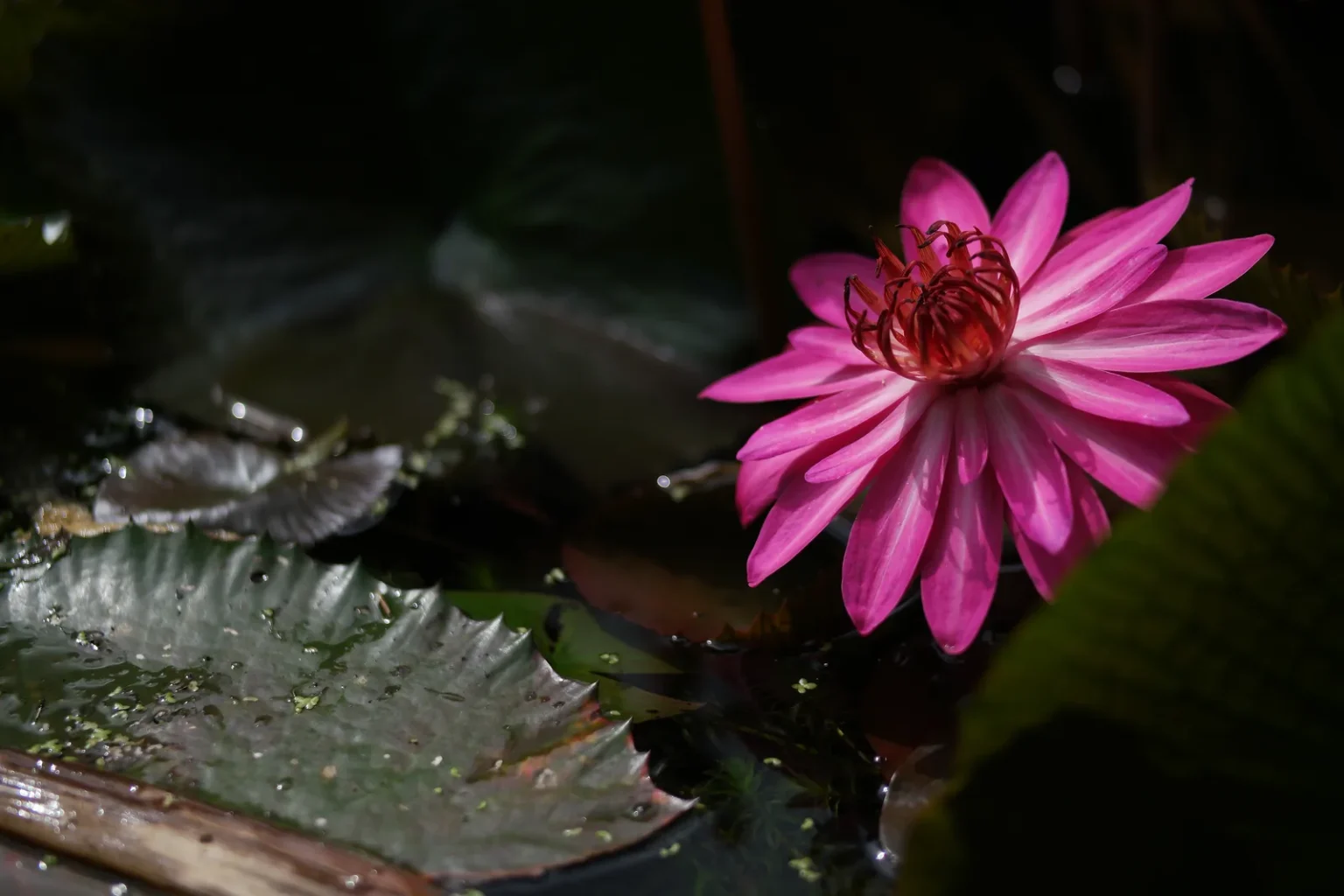 Pink lotus flower on dark water
