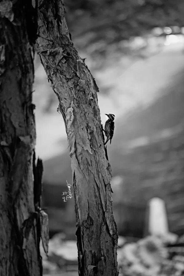 A woodpecker clinging to a tree trunk, black and white