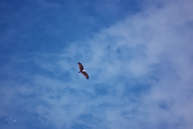 A Brahminy kite gliding against blue sky and clouds