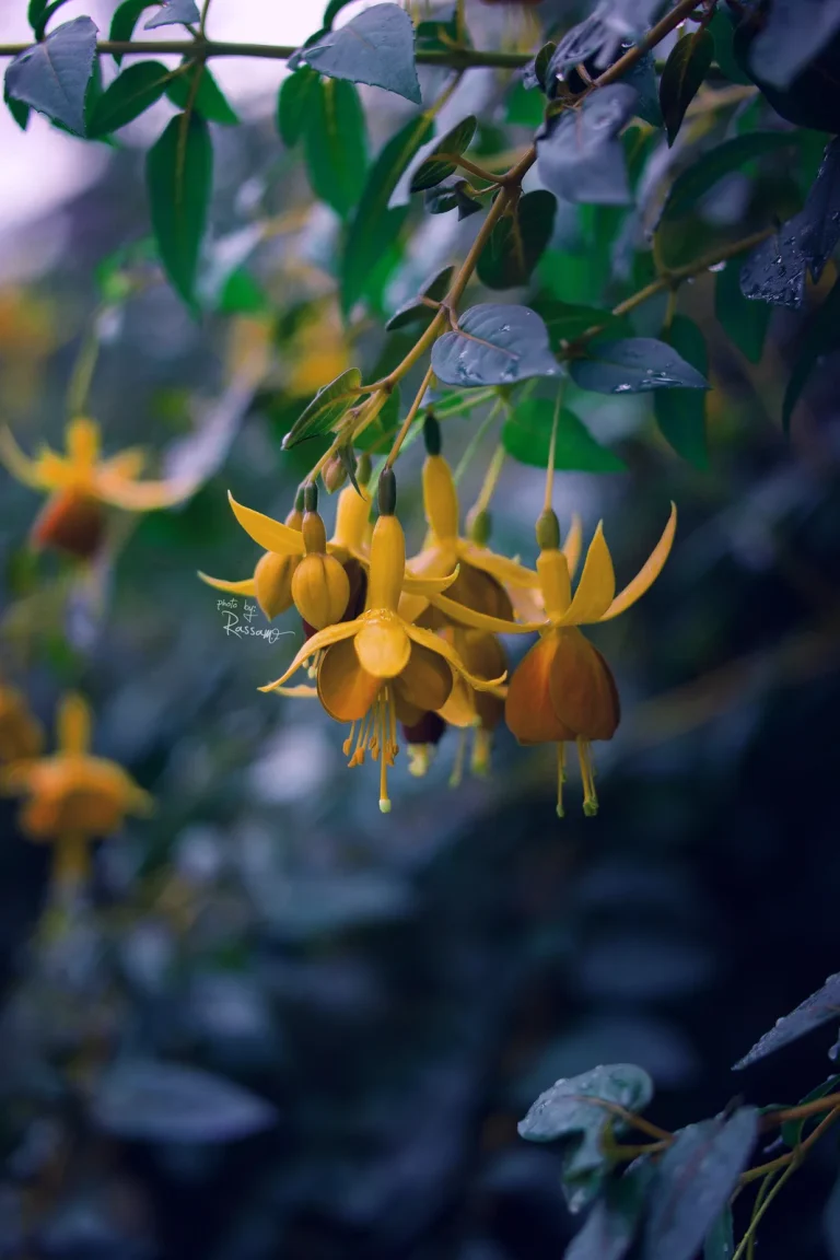 Yellow hanging blossoms among blue-green leaves