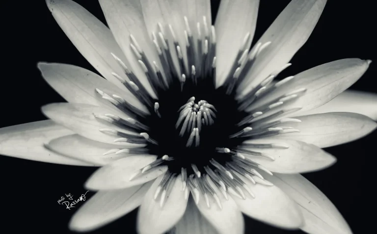 Open water lily seen from above, black and white