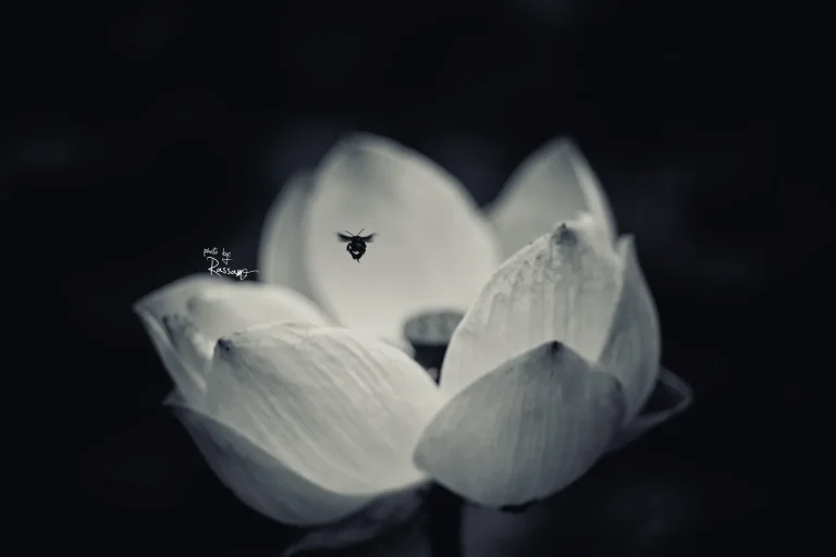 Half-open lotus with a small insect on its petals, black and white