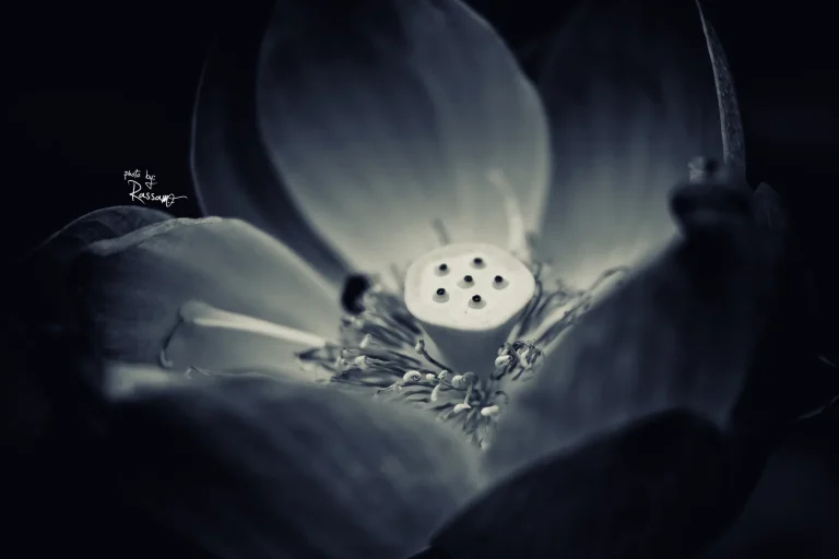 Lotus seed pod inside opening petals, dark monochrome